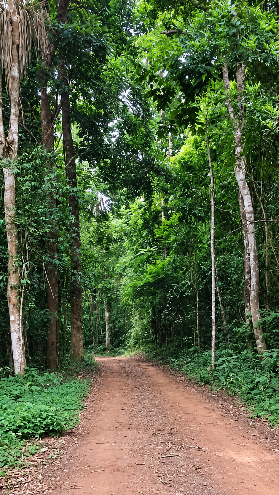 Trilha de terra entre árvores altas da mata